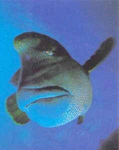 Napoleon Fish (Meganemochinouo)