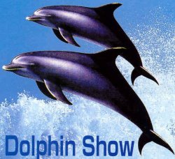 Dolphin Show